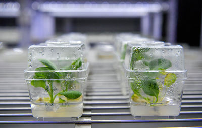 津沽沃土育新種 天津如何以生物育種守護“農業芯片”